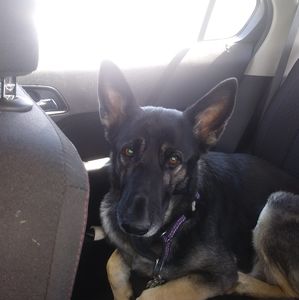 Meet your Posher, Bruce